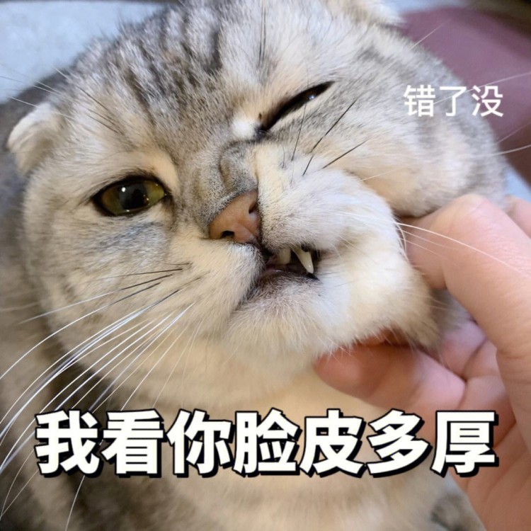 猫吃什么猫粮容易长胖？看看这篇文章就够了