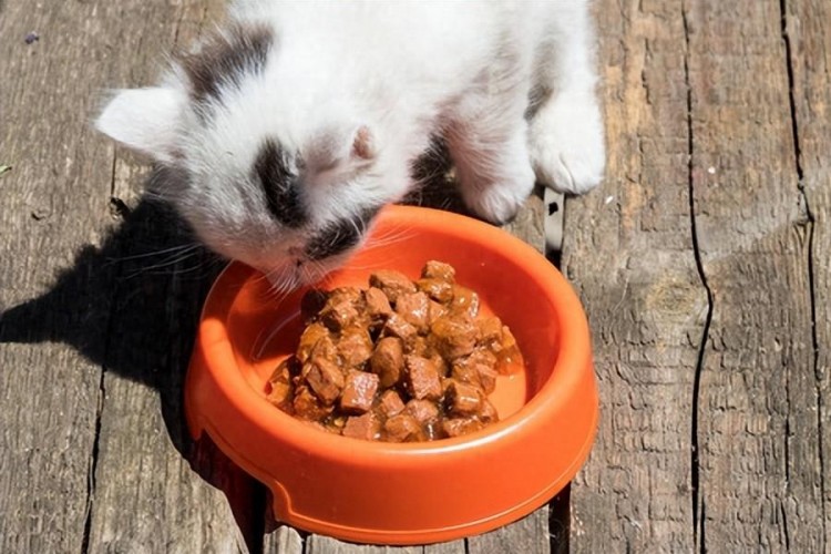 初学者养猫，怎样选择猫粮？