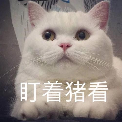 能让猫咪少生病的技巧，你能做到几个？