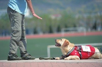 服从性高的6种狗狗，忠诚就是它们的代名词，你值得拥有