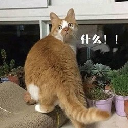 铲屎官和猫咪相处久了也会互相嫌弃吗