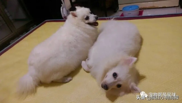 银狐犬凌晨狂吠叫醒主人，睁眼后被这一幕吓呆：谢谢你们救了我