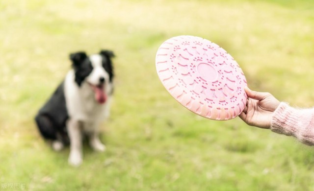 狗界智商状元带你了解边境牧羊犬犬种的故事！