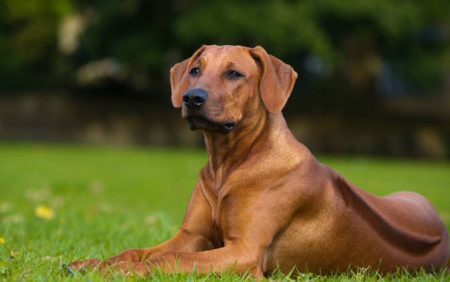 来自南非的猎狮犬！社会我犬哥狮子见了绕道走！