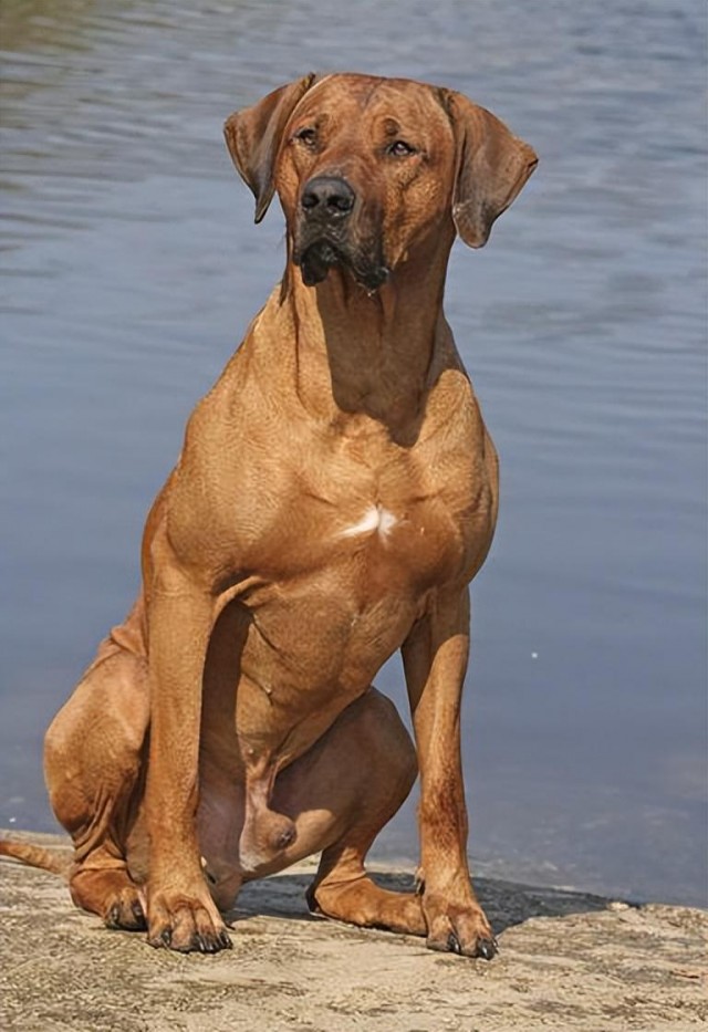 来自南非的猎狮犬！社会我犬哥狮子见了绕道走！