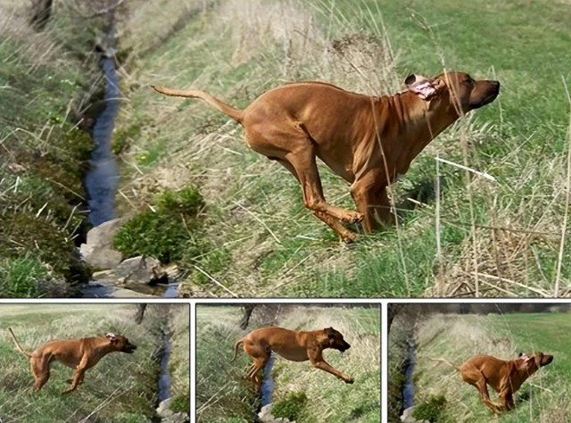 来自南非的猎狮犬！社会我犬哥狮子见了绕道走！