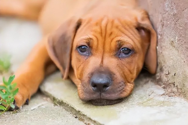 来自南非的猎狮犬！社会我犬哥狮子见了绕道走！