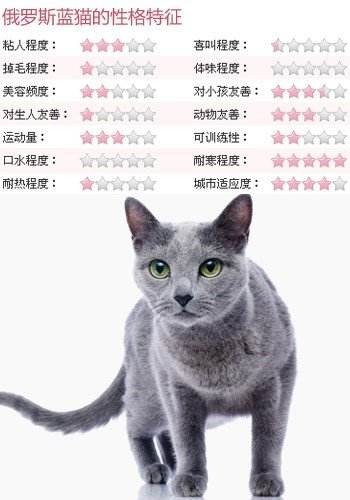 3种蓝猫的区别你知道吗英短俄蓝和沙特尔猫