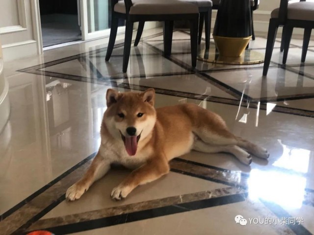 豆柴和普通柴犬有什么不同？