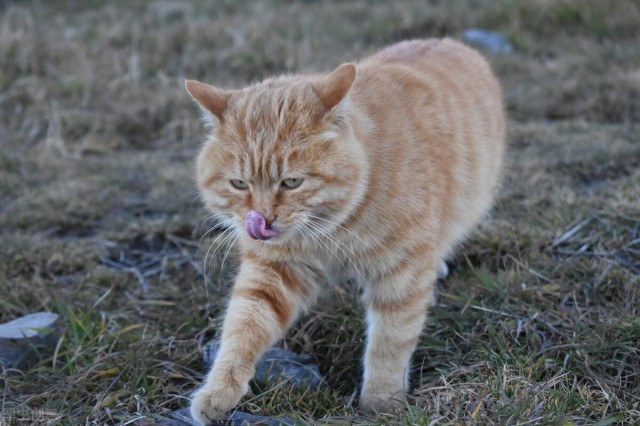 爱猫爬山也是一种很好的运动方式