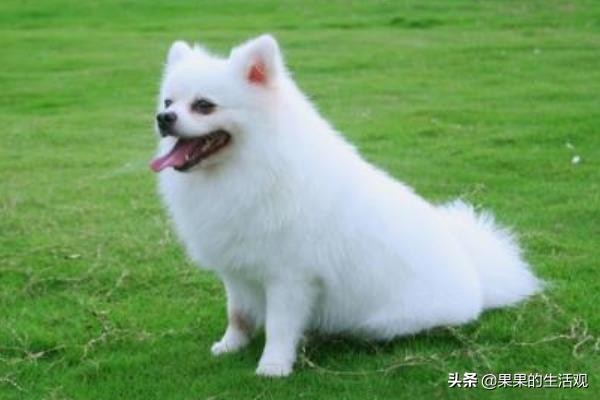 博美犬怎么样，养好博美犬的饲养方法？