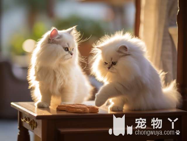 想要领养一只可爱的猫咪吗？